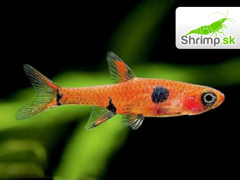 Razbora malá 20 ks - Boraras maculatus