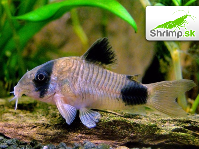 Pancierniček panda 10 ks - Corydoras panda