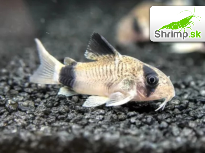 Pancierniček panda 10 ks - Corydoras panda
