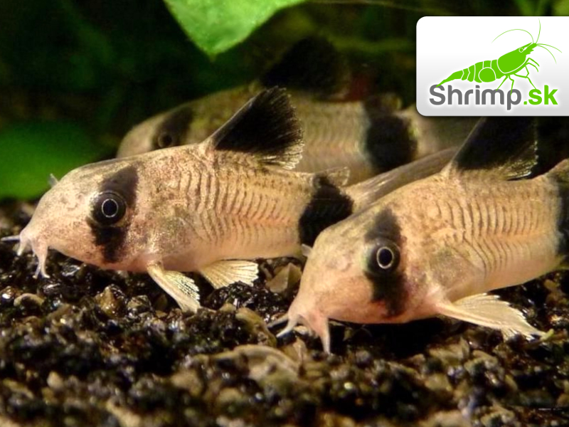 Pancierniček panda 20 ks - Corydoras panda