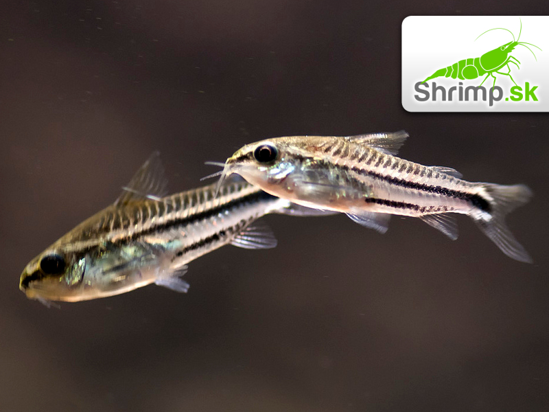 Pancierniček malý 10 ks - Corydoras pygmaeus