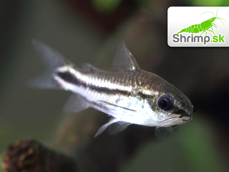 Pancierniček malý 20 ks - Corydoras pygmaeus