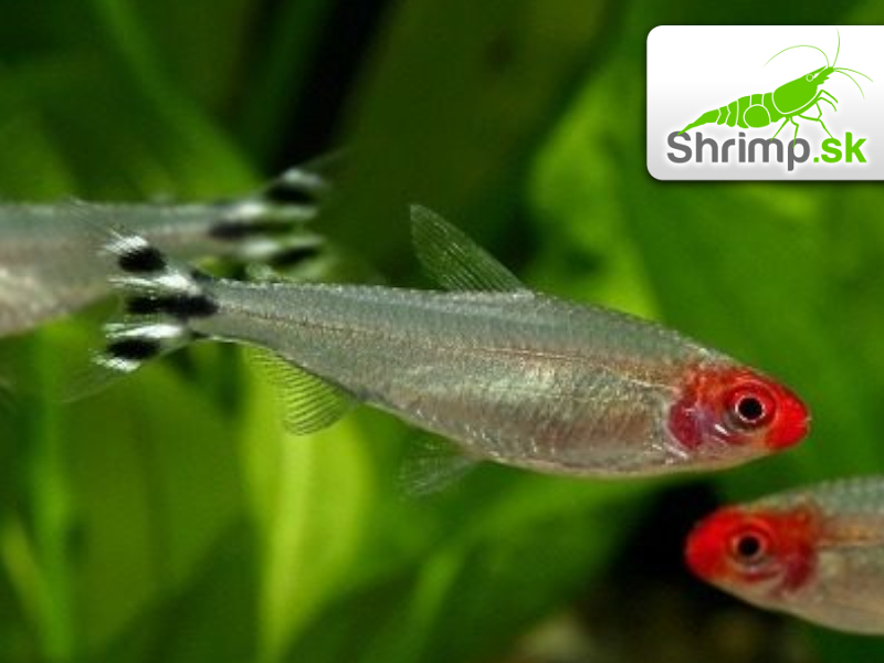 Tetra červenoústa 20 ks - Hemigrammus rhodostomus