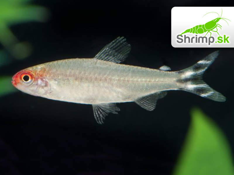 Tetra červenoústa 20 ks - Hemigrammus rhodostomus