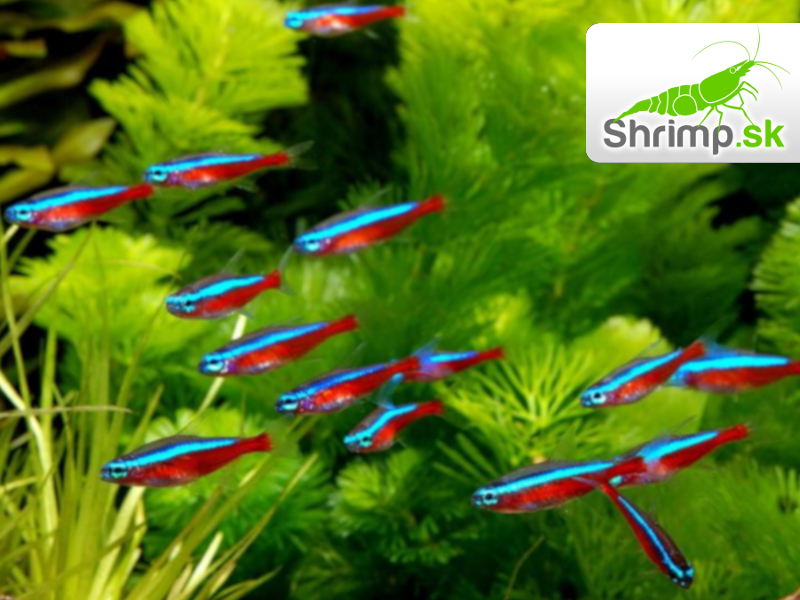 Neonka červená 50 ks - Paracheirodon axelrodi