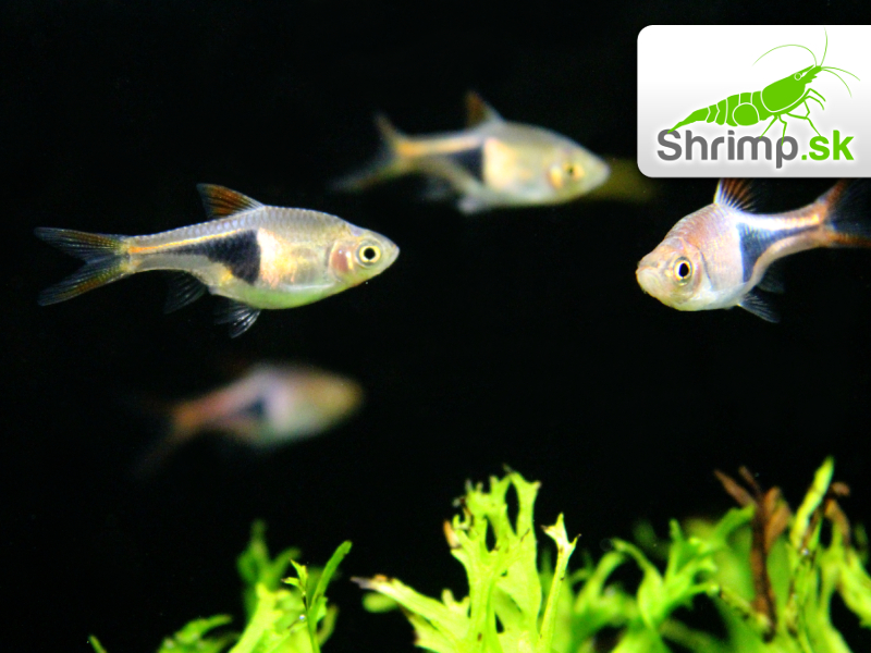 Razbora klinoškvrnná 20 ks - Rasbora (Trigonostigma) heteromorpha