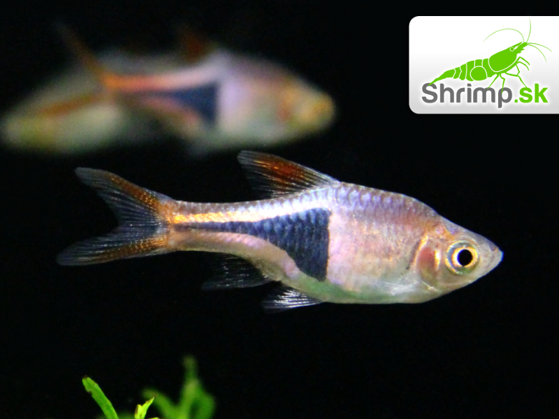 Razbora klinoškvrnná 20 ks - Rasbora (Trigonostigma) heteromorpha