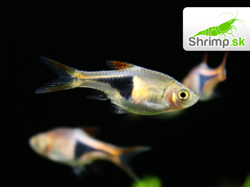 Razbora klinoškvrnná 20 ks - Rasbora (Trigonostigma) heteromorpha