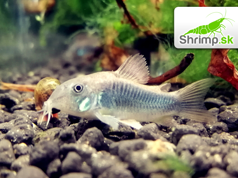 Pancierniček zelený 10 ks - Corydoras aeneus - schultzei