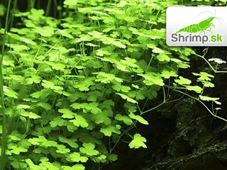 Hydrocotyle sp. Japan - košík