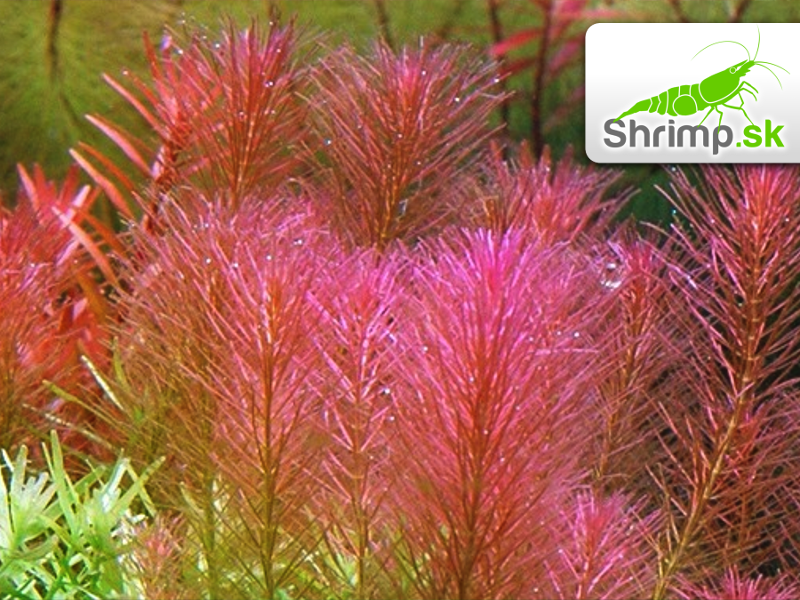 Rotala wallichii - košík