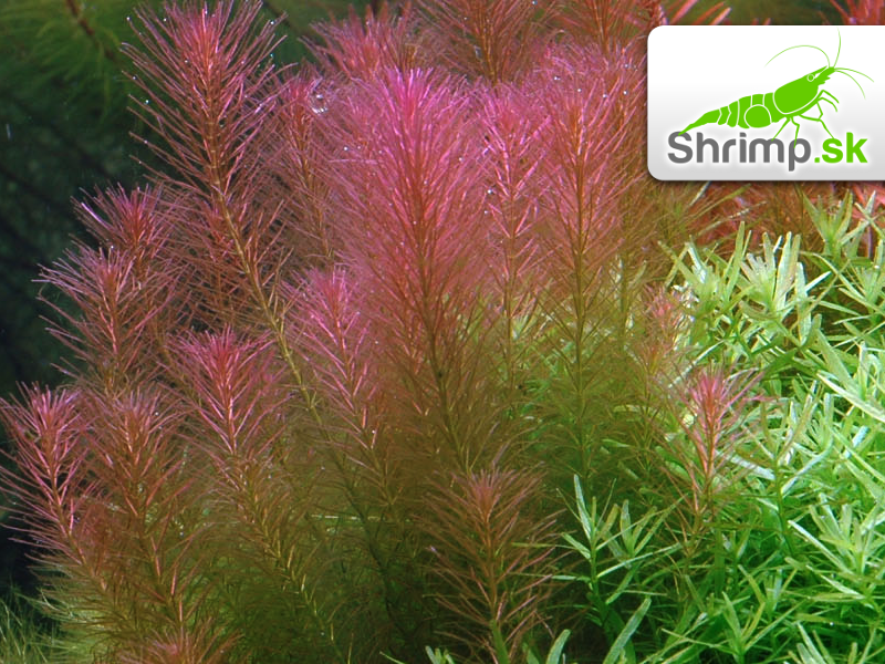 Rotala wallichii - košík