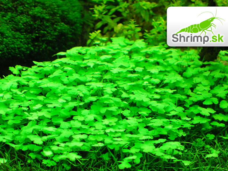 Hydrocotyle sp. Japan - in vitro 100 ml