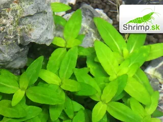 Staurogyne repens - in vitro 100 ml