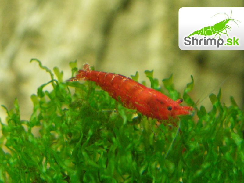 Red cherry 10 ks - Neocaridina davidi