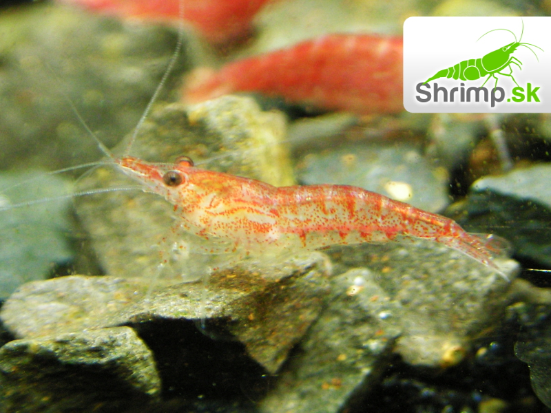 Red cherry 10 ks - Neocaridina davidi