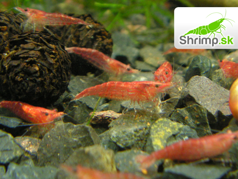 Red cherry 10 ks - Neocaridina davidi