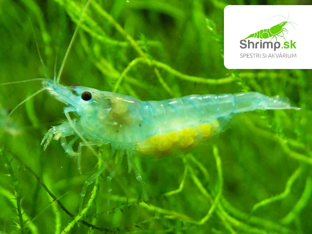 Blue Jelly 10 ks - (Neocaridina davidi)