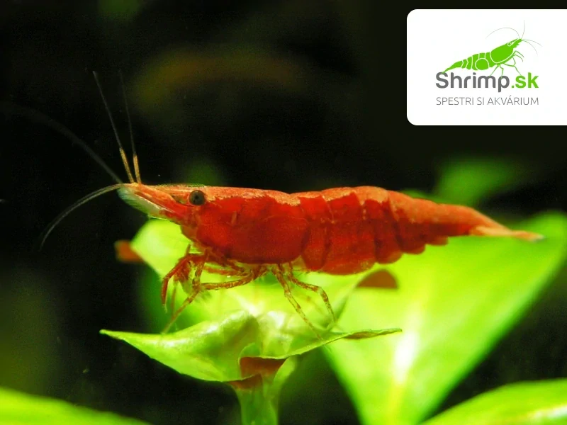Red sakura 20 ks - Neocaridina davidi