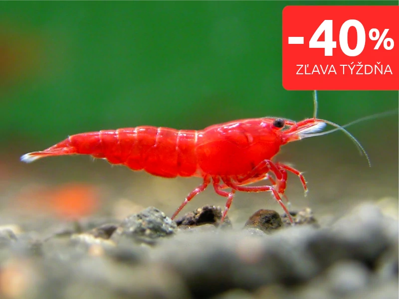 Bloody mary - Neocaridina davidi