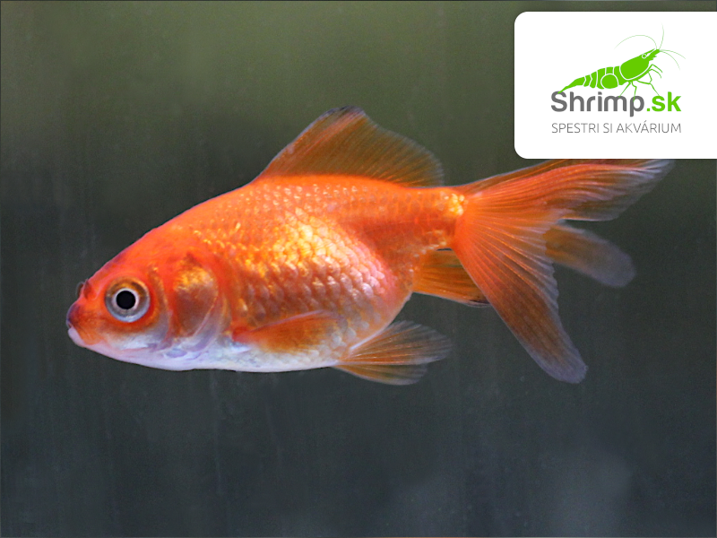 Závojnatka Red oranda - Carassius auratus