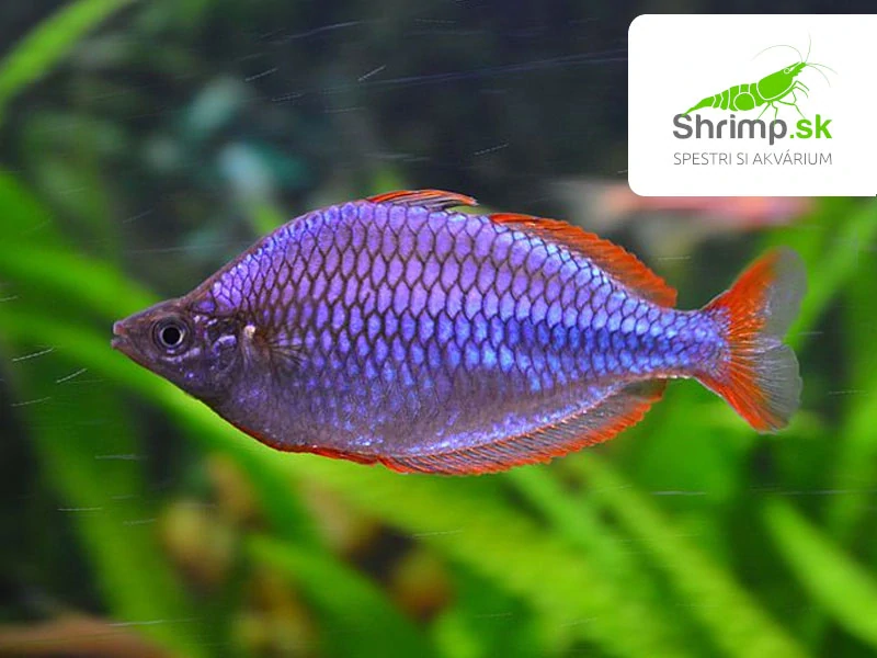 Dúhovka (Aterínka) diamantová 2-4 cm- Melanotaenia praecox
