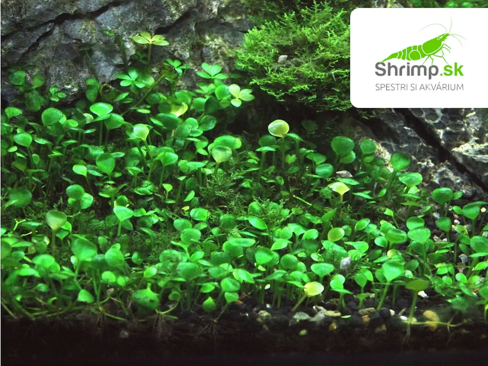 Marsilea hirsuta - in vitro 100 ml