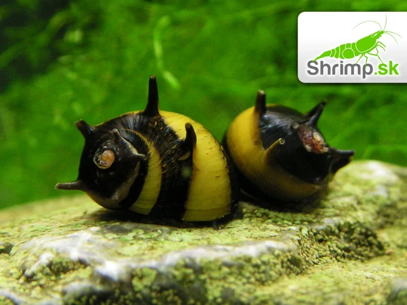 Slimák Clithon sp.