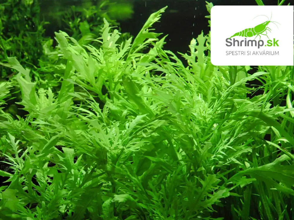 Hygrophila difformis - košík