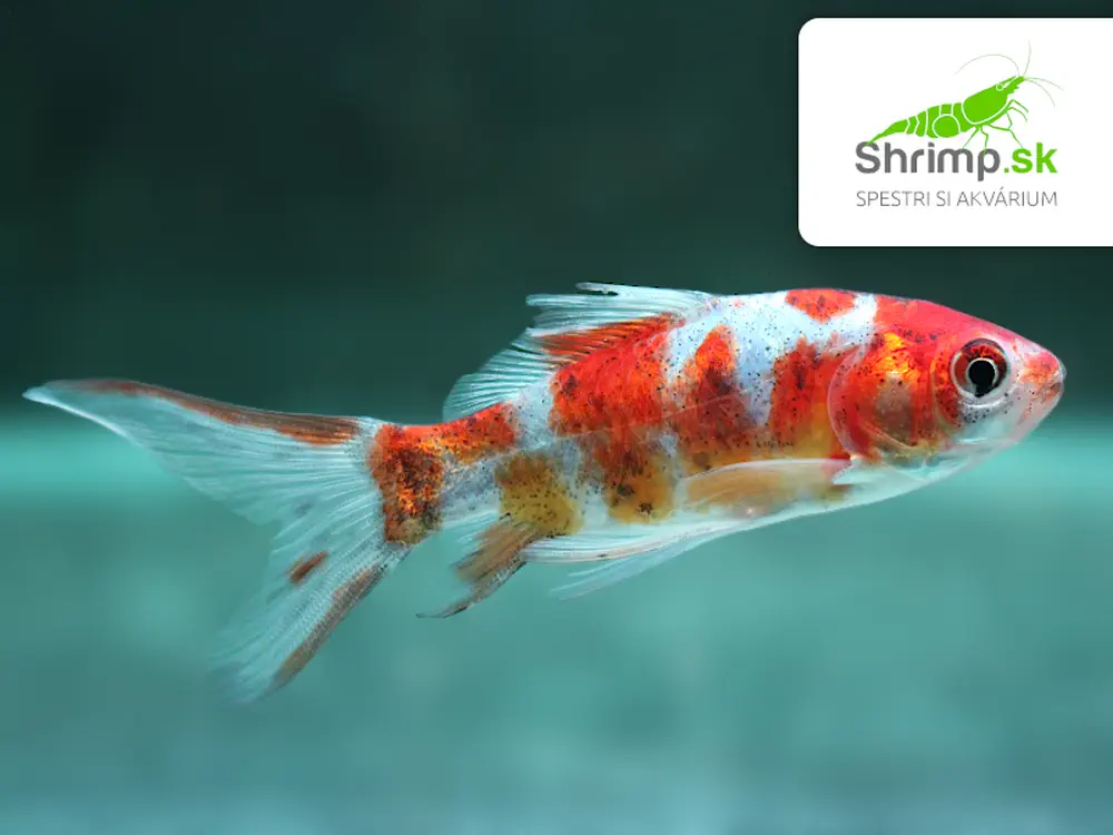 Karas Shubunkin 5-6 cm - Carassius auratus (DO JAZIERKA)