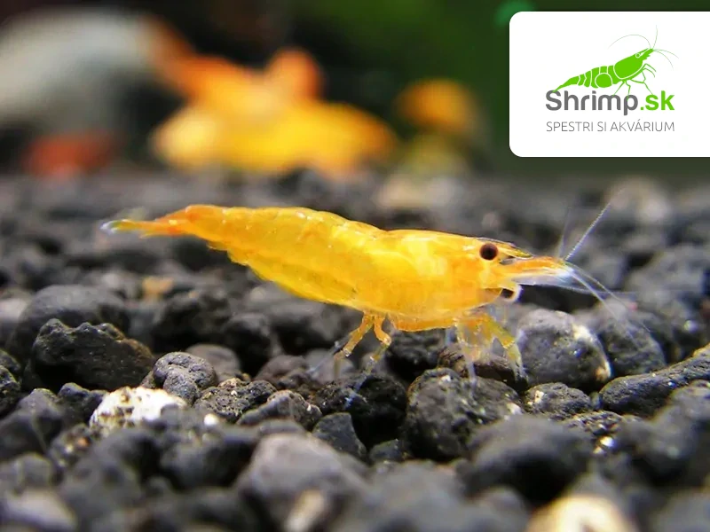 Orange 10 ks - Neocaridina davidi