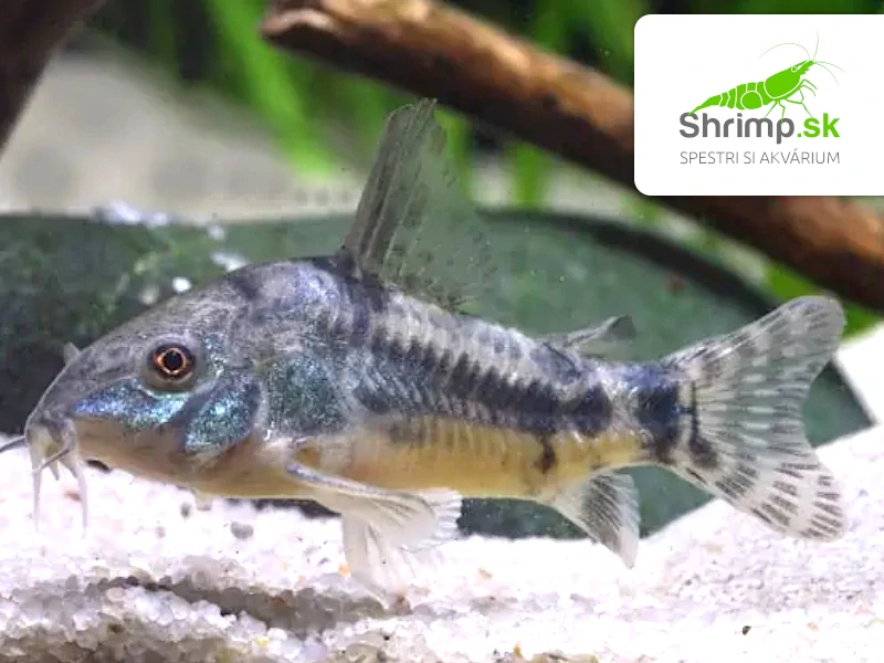 Pancierniček škvrnitý - Corydoras paleatus
