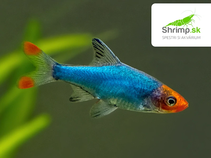 Razbora Sawbwa (1,5-3 cm) - 10 ks - Rasbora sawbwa