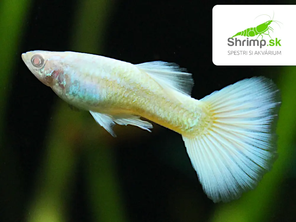 Gupka Albino platinum white - samček