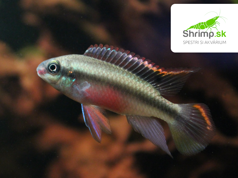 Ostriežik purpurový - Pelvicachromis pulcher