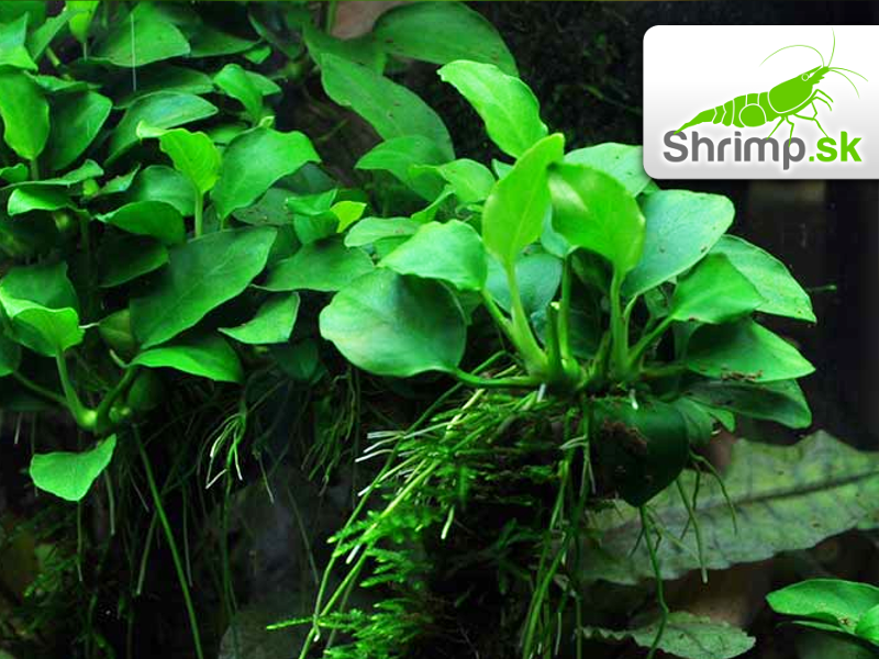 Anubias nana - zväzok