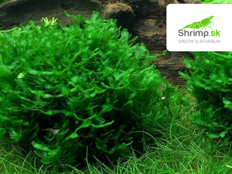Pellia moss (Monosolenium tennerum) na kokosovej korunke