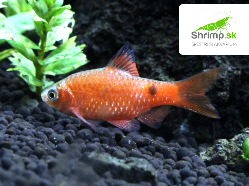 Mrenka ružová (orange) - Pethia conchonius