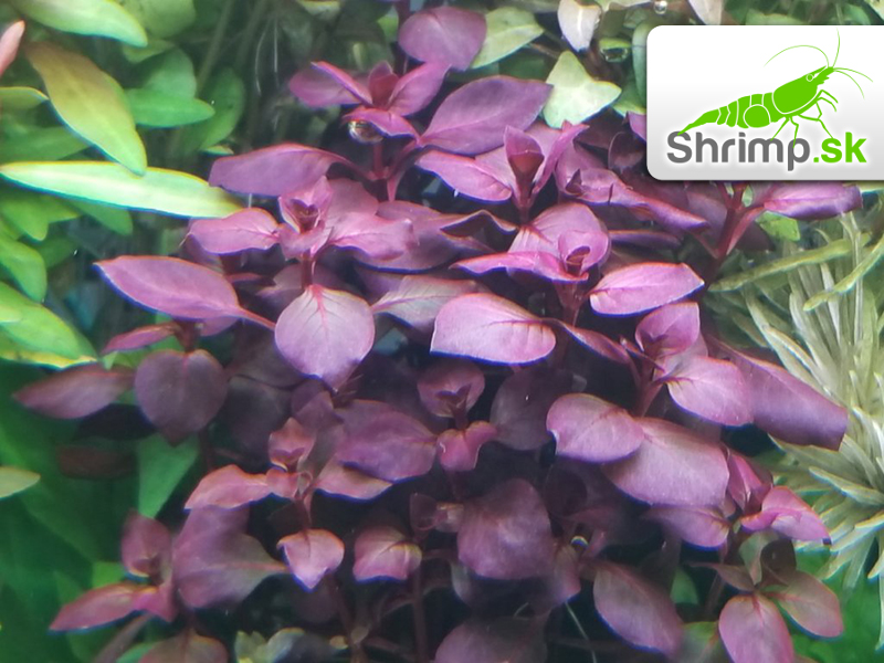 Ludwigia sp. Super Red - zväzok