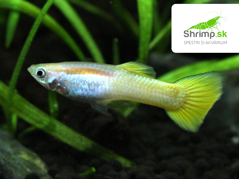 Gupka Yellow samček