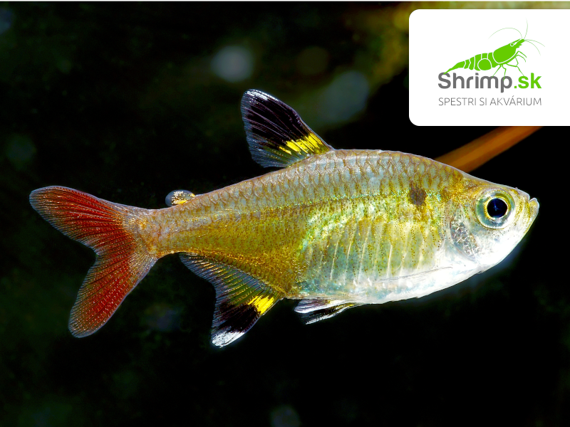 Tetra priesvitná 10 ks - Pristella maxillaris