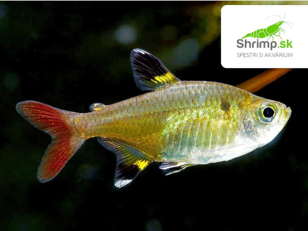 Tetra priesvitná 30 ks - Pristella maxillaris