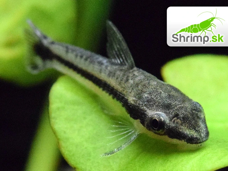 Prísavník jednopruhý 20 ks - Otocinclus affinis