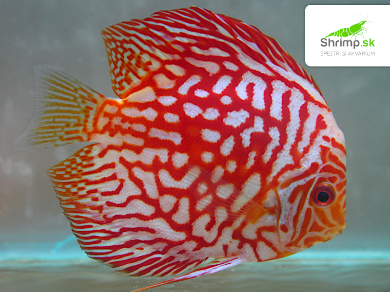 Discus Pigeon Checkerboard 7 cm - Symphysodon discus