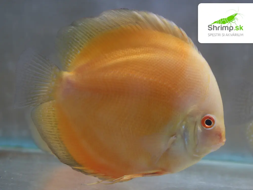 Discus Yellow / Golden Melon 10-12cm - Symphysodon discus