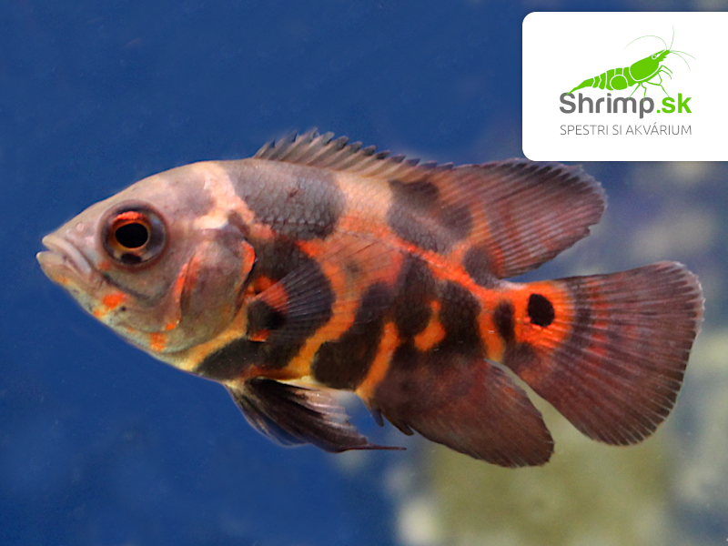Cichlida pávia Red Tiger Oscar 7-8 cm