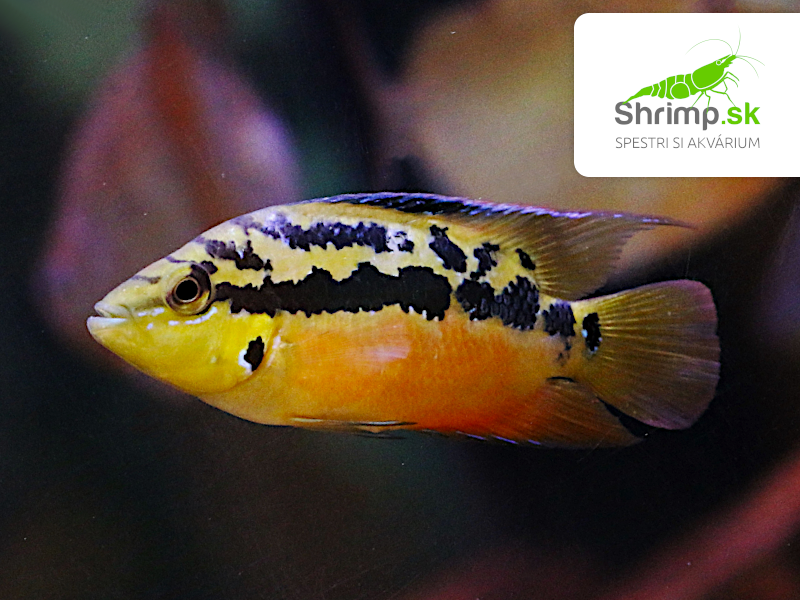 Cichlida Salvinova (4-5 cm) - Cichlastoma salvini Red