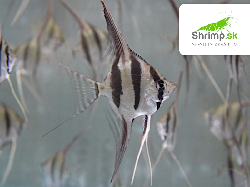 Skalár Altum Orinoko - Pterophyllum altum orinoco