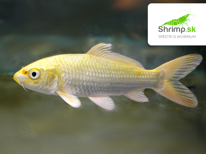 Koi kapor Yamabuki Ogon 14-16 cm - Cyprinus carpio