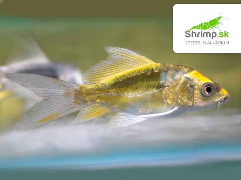 Koi kapor Kabuto Yellow long fin 7-10 cm - Cyprinus carpio